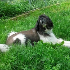 Meet your Posher, Janet